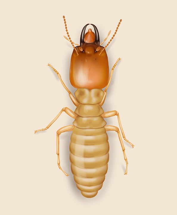 Termite Control