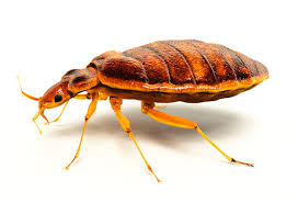 Bed Bugs Control