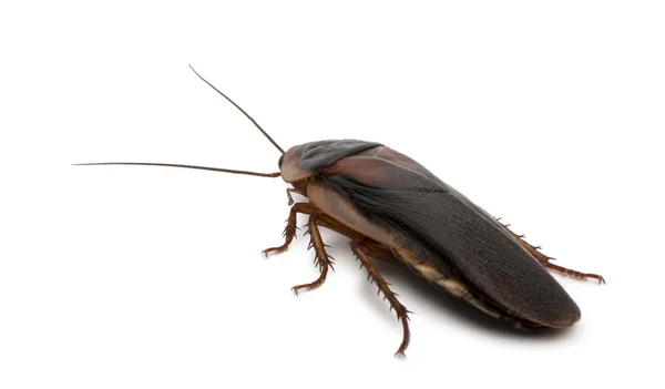 Cockroach Control
