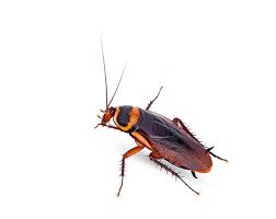 Cockroach Control