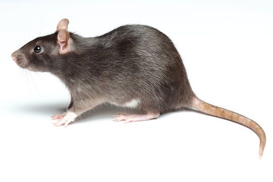 Rodent Control