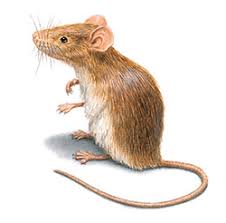 Rodent Control