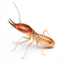 Termite Control